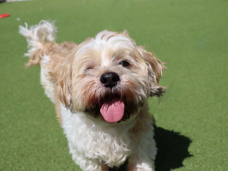 Shih Tzu Dogs And Puppies For Adoption