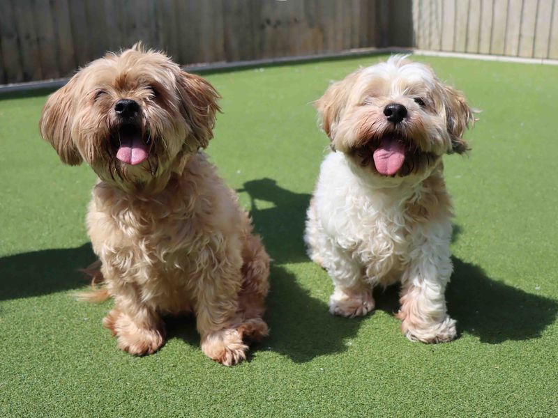 Ozzy | Shih Tzu | Darlington - 4