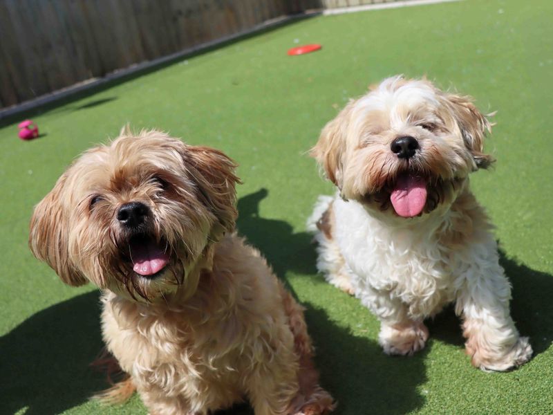 Ozzy | Shih Tzu | Darlington - 2