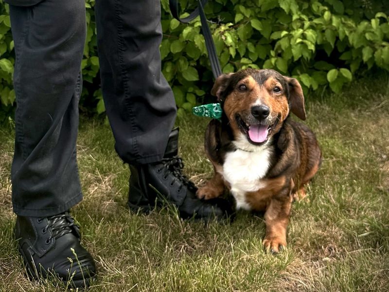 Robert | Dachshund (Smooth Haired) Cross | Evesham (Worcestershire) - 3
