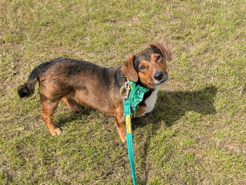 Robert | Dachshund (Smooth Haired) Cross | Evesham (Worcestershire) - 9