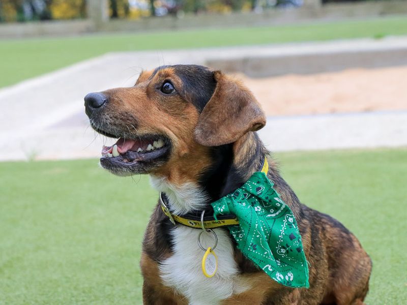 Robert | Dachshund (Smooth Haired) Cross | Evesham (Worcestershire) - 6