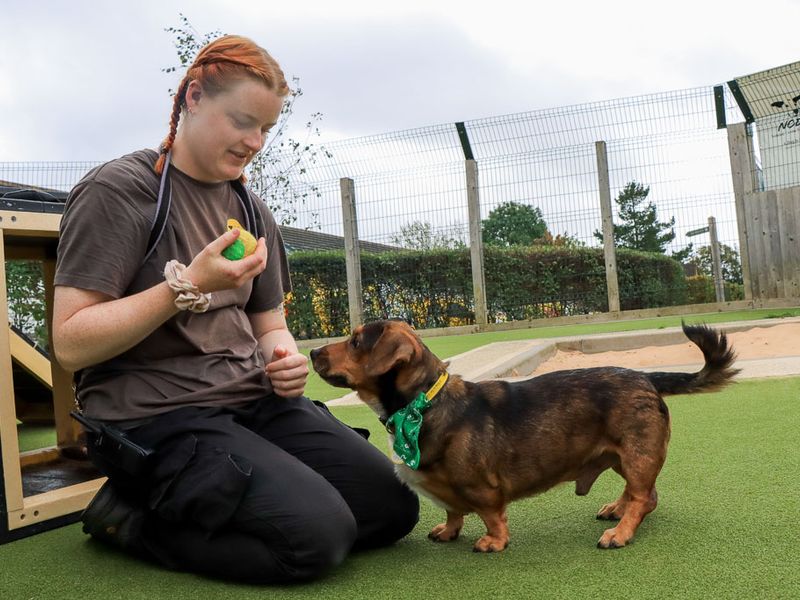 Robert | Dachshund (Smooth Haired) Cross | Evesham (Worcestershire) - 13
