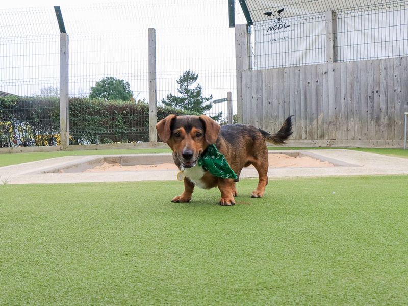 Robert | Dachshund (Smooth Haired) Cross | Evesham (Worcestershire) - 2