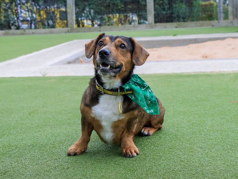 Robert | Dachshund (Smooth Haired) Cross | Evesham (Worcestershire) - 5
