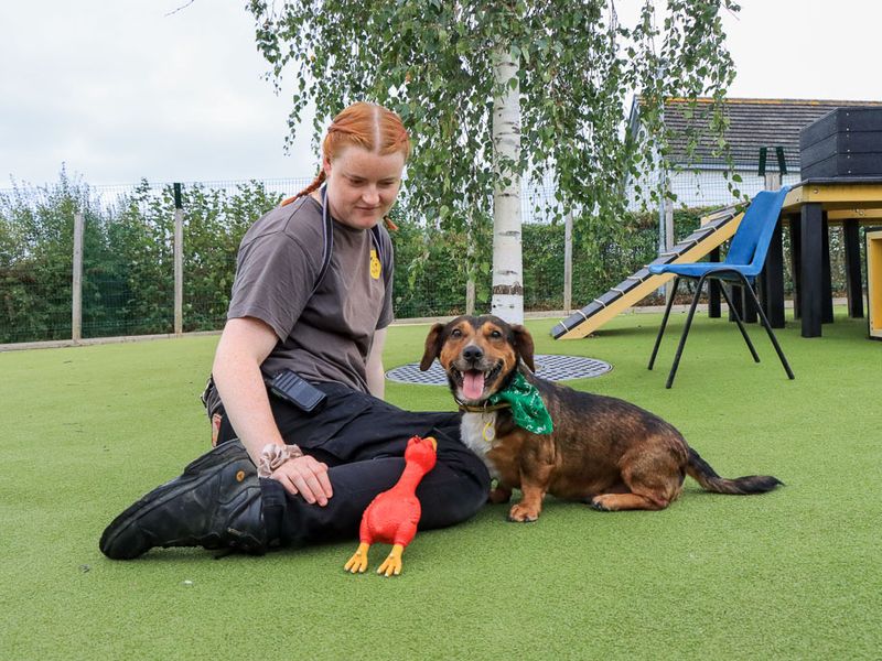 Robert | Dachshund (Smooth Haired) Cross | Evesham (Worcestershire) - 3