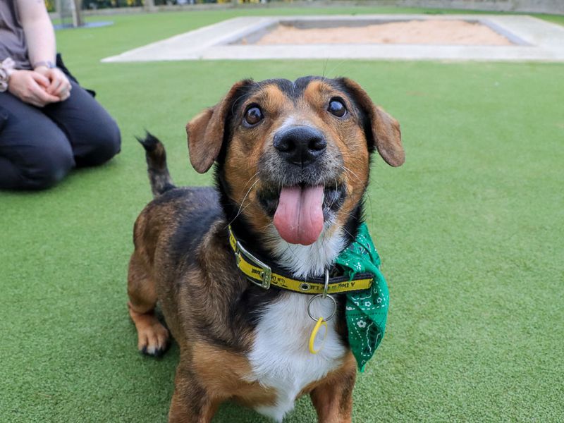 Robert | Dachshund (Smooth Haired) Cross | Evesham (Worcestershire) - 7