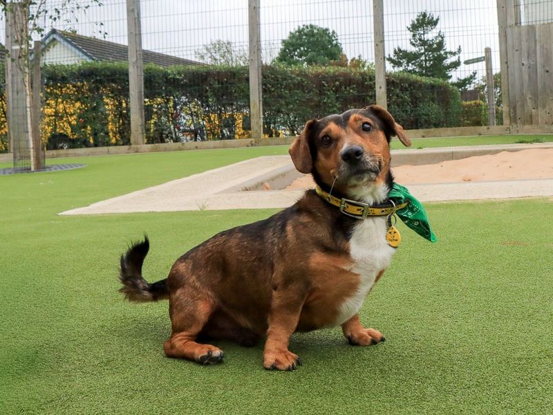 Robert | Dachshund (Smooth Haired) Cross | Evesham (Worcestershire) - 11