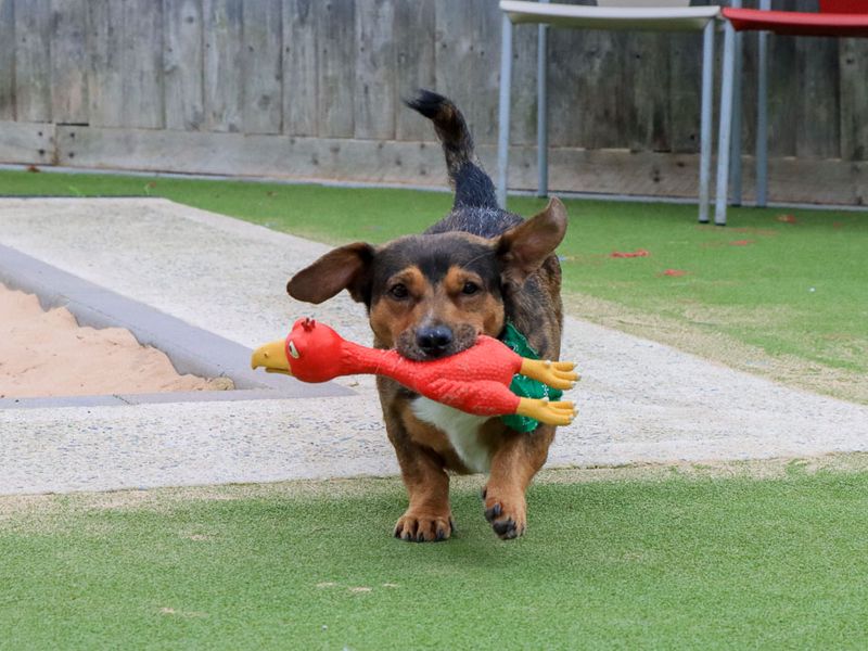 Robert | Dachshund (Smooth Haired) Cross | Evesham (Worcestershire) - 4