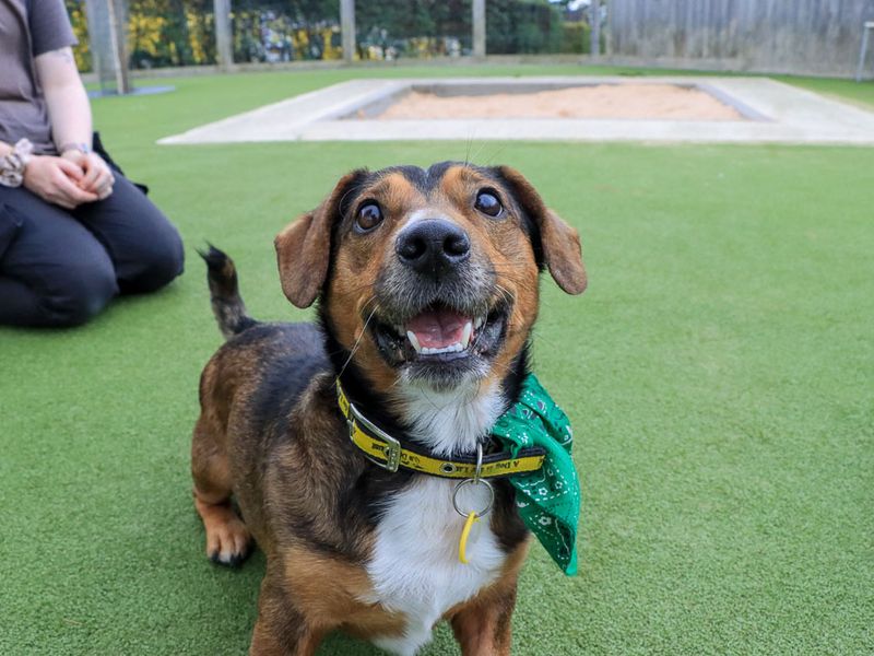 Robert | Dachshund (Smooth Haired) Cross | Evesham (Worcestershire) - 1