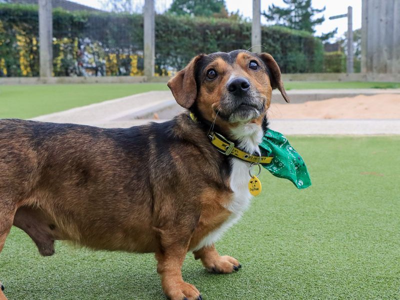 Robert | Dachshund (Smooth Haired) Cross | Evesham (Worcestershire) - 8
