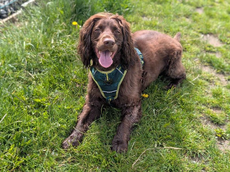 Loki - Image 6 of 8