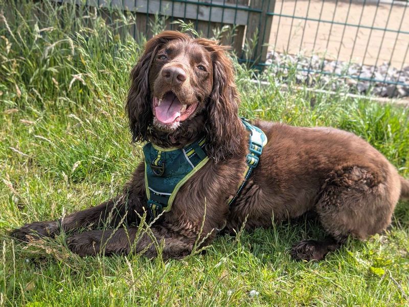 Loki - Image 4 of 8