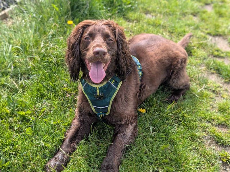 Loki - Image 8 of 8