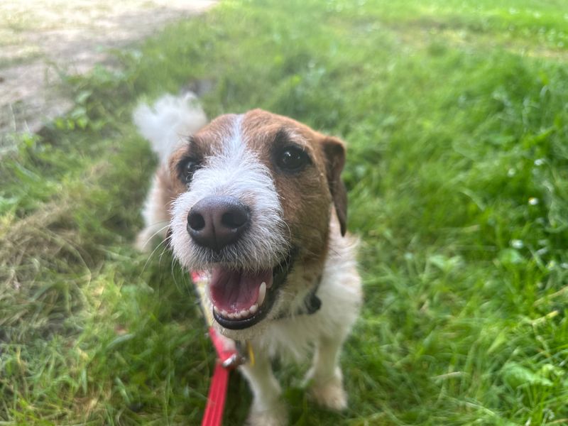 undefined | Terrier (Jack Russell) | undefined - 1