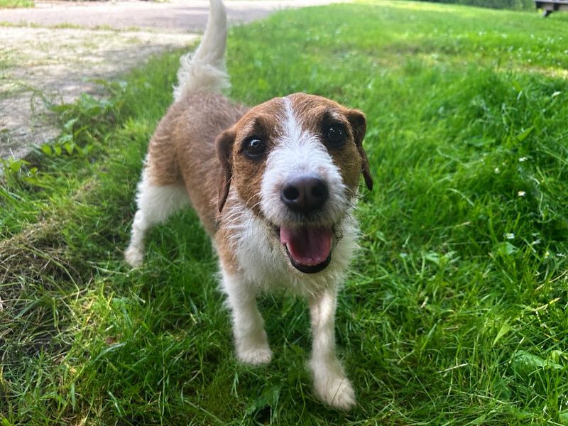 Tilly - Image 4 of 4