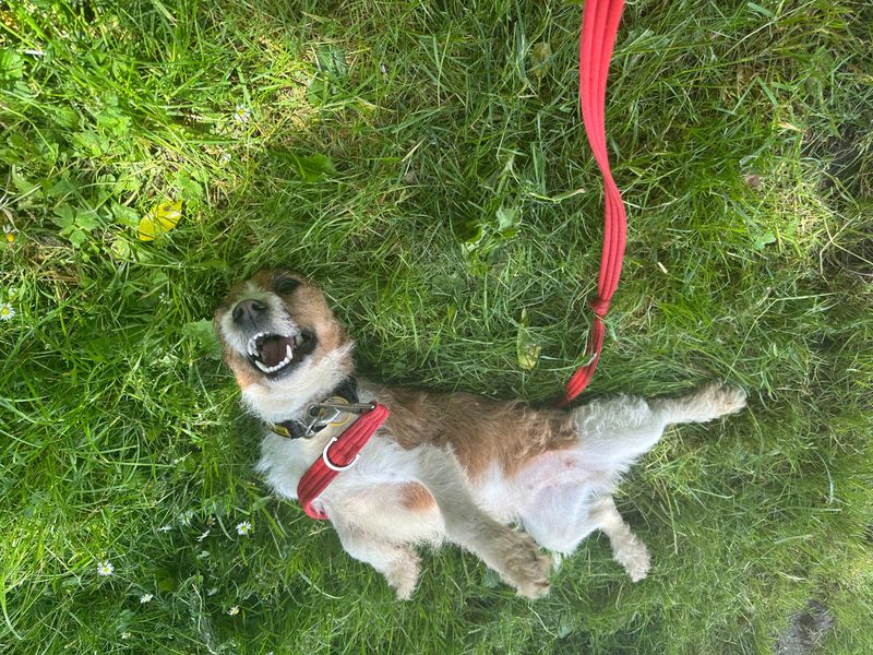 Tilly - Image 2 of 4