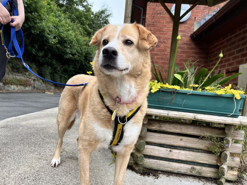 Luna | Crossbreed | Ilfracombe - 2