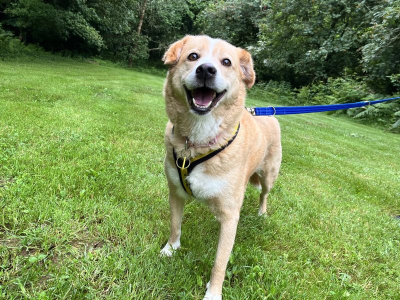 Luna | Crossbreed | Ilfracombe - 3