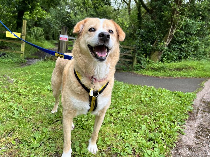 Luna | Crossbreed | Ilfracombe - 5