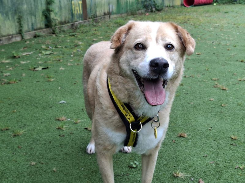 Luna | Crossbreed | Ilfracombe - 1