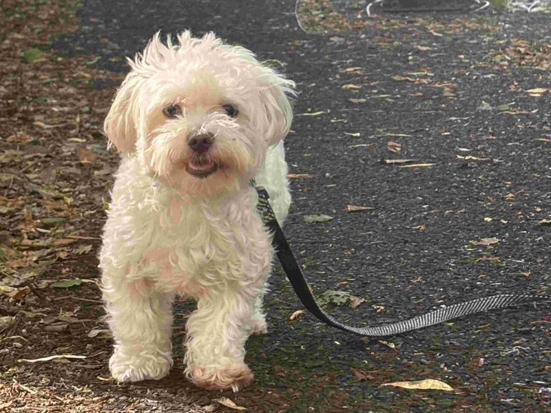 undefined | Maltese | undefined - 1