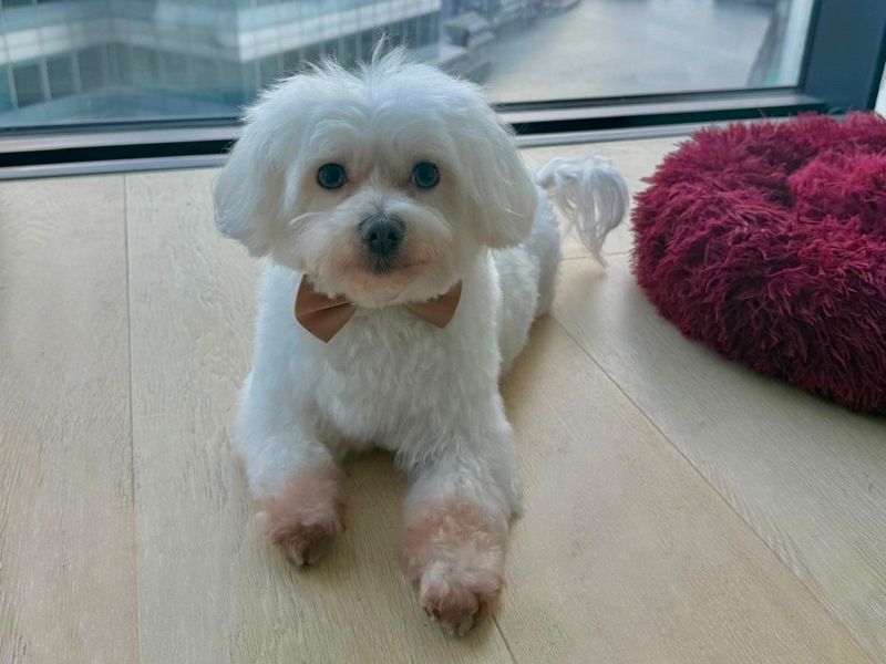 undefined | Maltese | undefined - 2