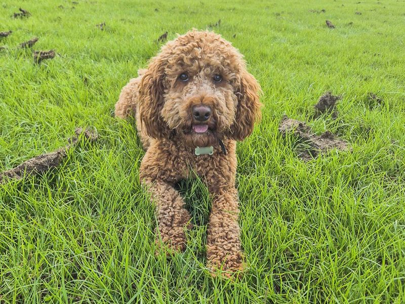 Teddy - Image 3 of 3