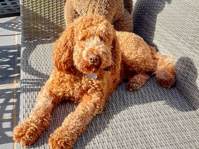 Teddy - Image 2 of 3