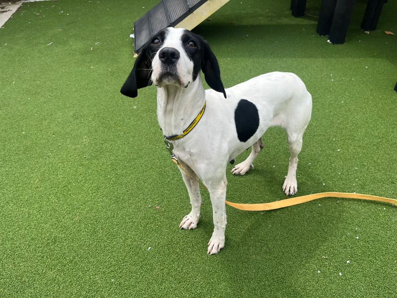 Springer Spaniel Dogs And Puppies For Adoption