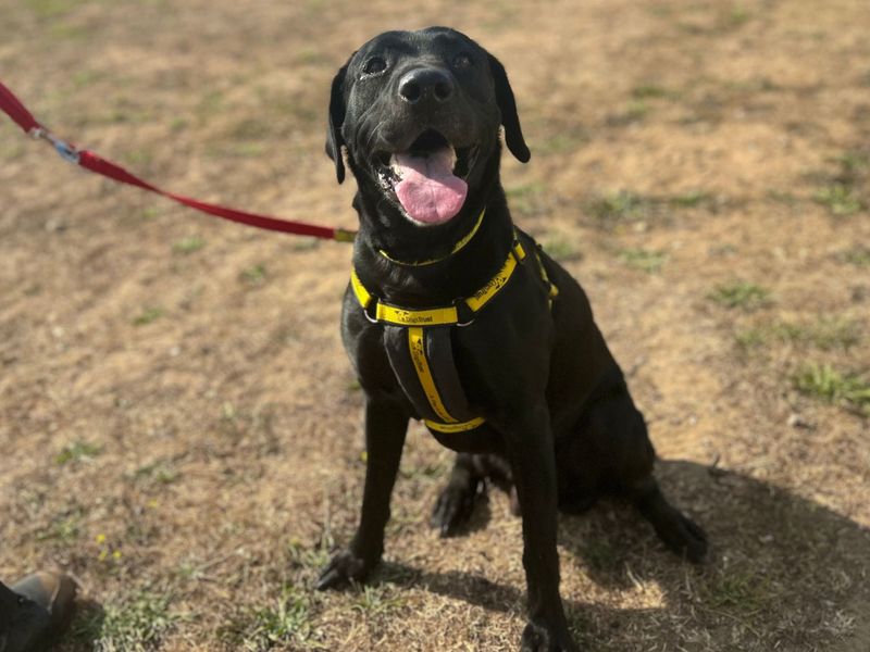 Jax | Retriever (Labrador) Cross | Snetterton (Norfolk) - 10