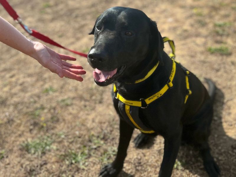 Jax | Retriever (Labrador) Cross | Snetterton (Norfolk) - 2