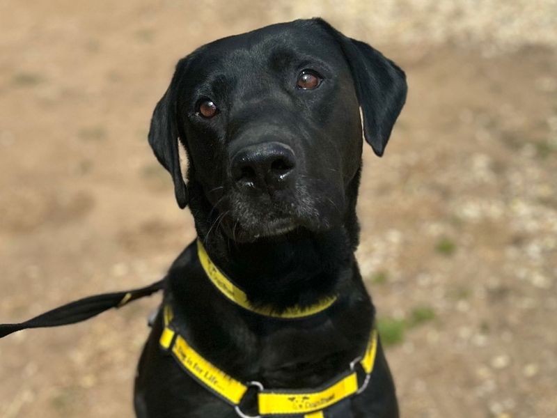 Jax | Retriever (Labrador) Cross | Snetterton (Norfolk) - 8