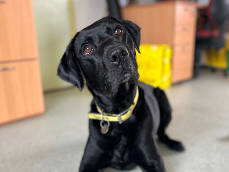 Jax | Retriever (Labrador) Cross | Snetterton (Norfolk) - 4