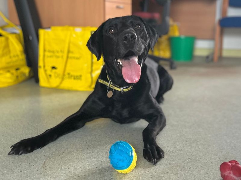 Jax | Retriever (Labrador) Cross | Snetterton (Norfolk) - 5