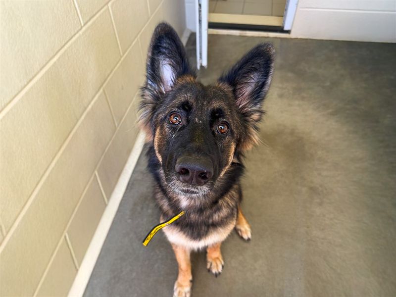 Cyndi | German Shepherd Dog | Basildon (Essex) - 1