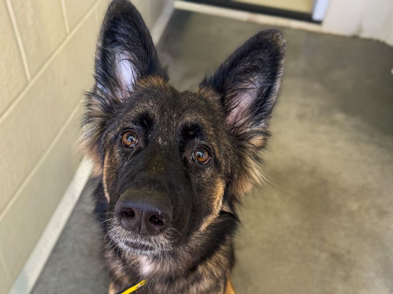 Cyndi | German Shepherd Dog | Basildon (Essex) - 2