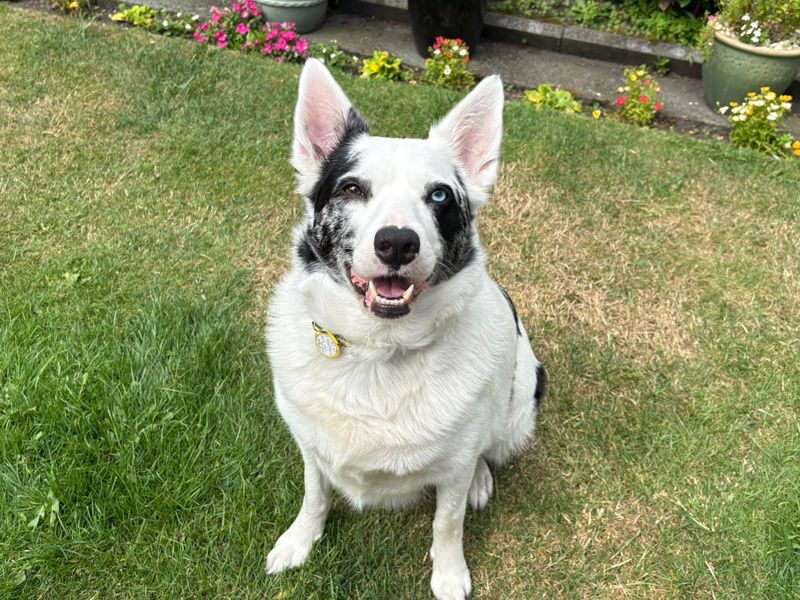 undefined | Collie (Border) | undefined - 2