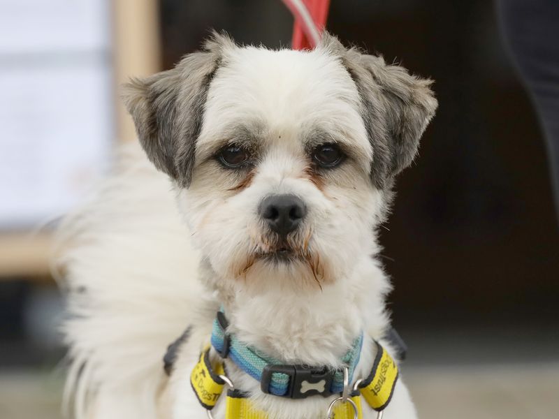 Milo | Lhasa Apso | Leeds - 1