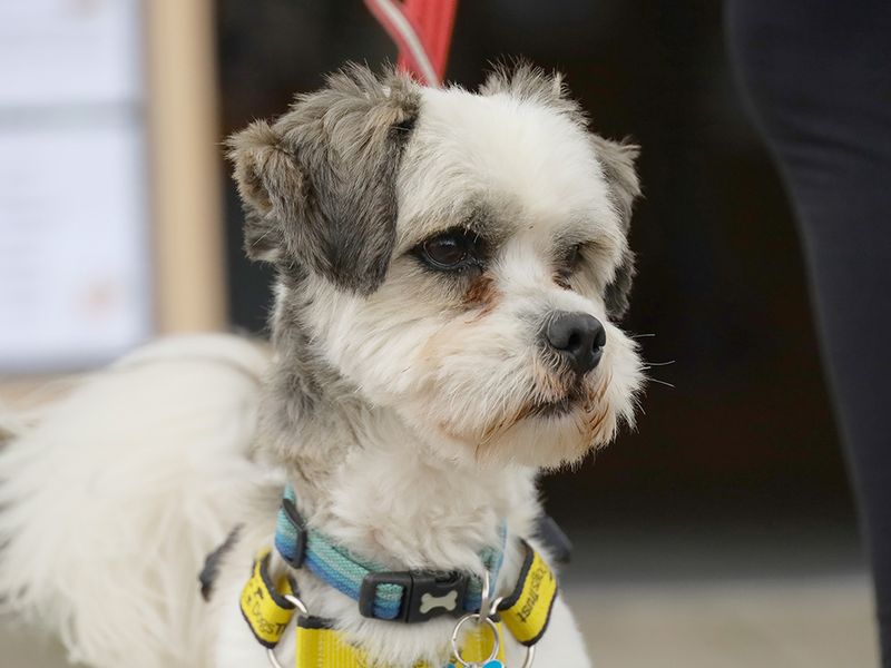 Milo | Lhasa Apso | Leeds - 3