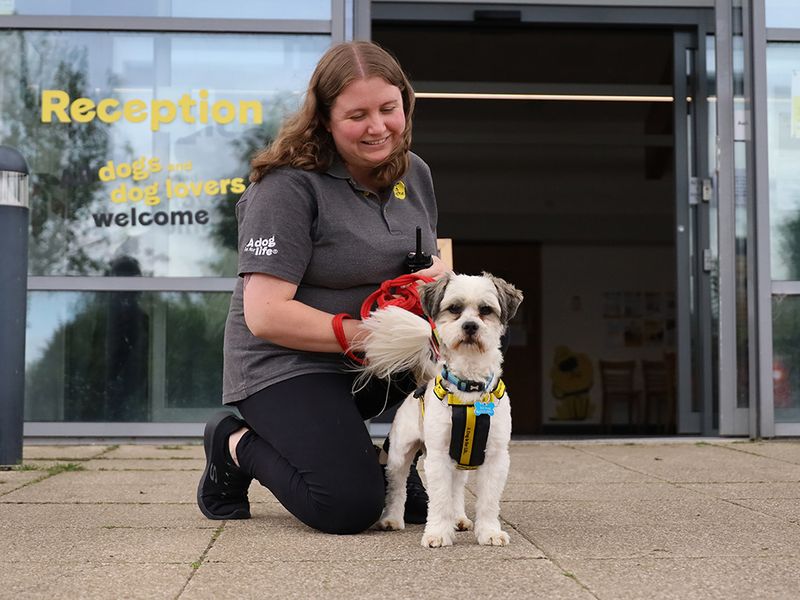 Milo | Lhasa Apso | Leeds - 2