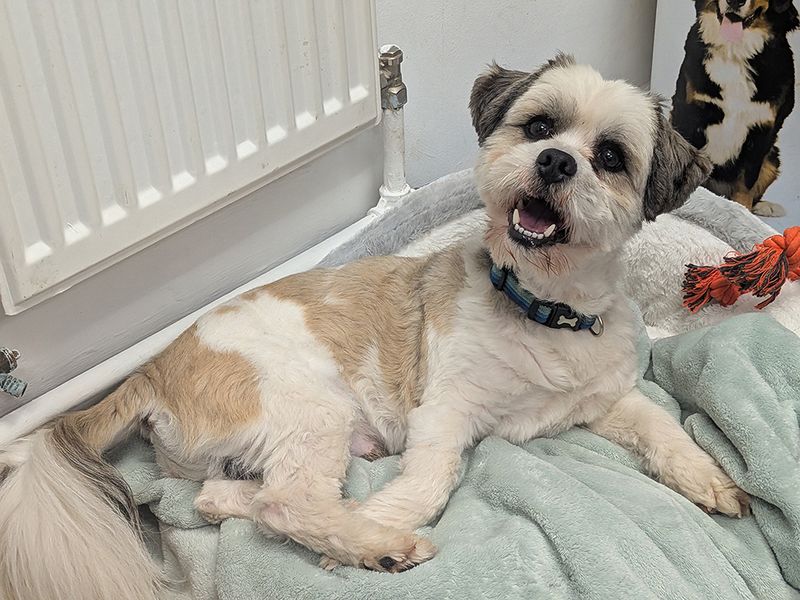 Milo | Lhasa Apso | Leeds - 4