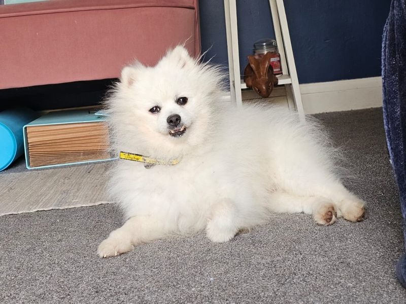 Remy | Pomeranian | Shrewsbury (Shropshire) - 3