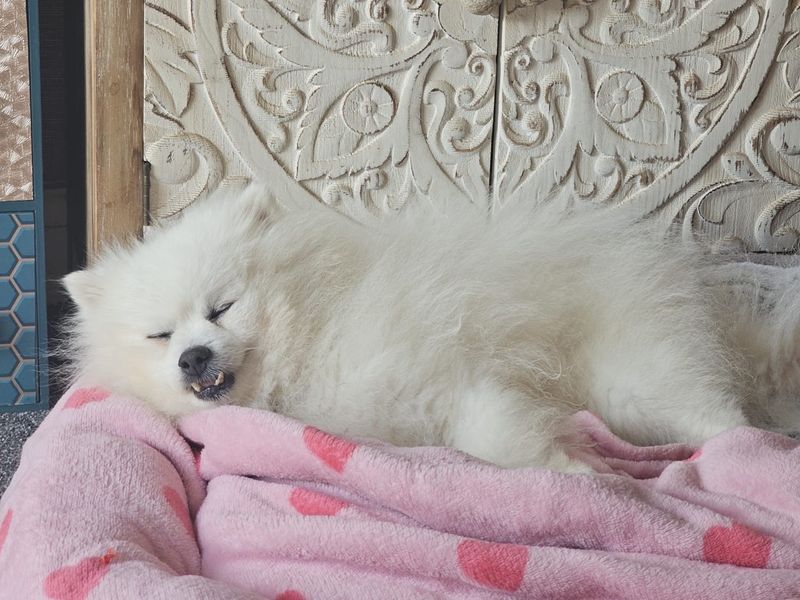 Remy | Pomeranian | Shrewsbury (Shropshire) - 2