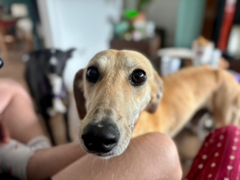 undefined | Lurcher | undefined - 2
