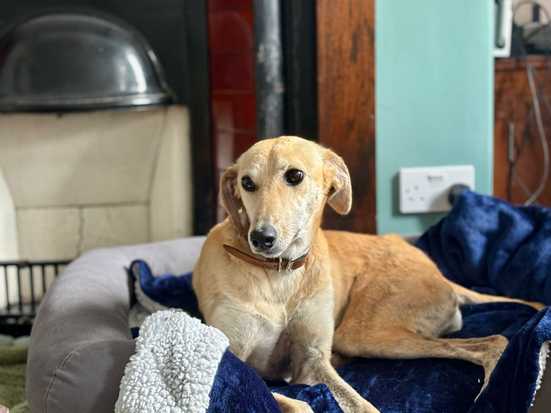undefined | Lurcher | undefined - 6