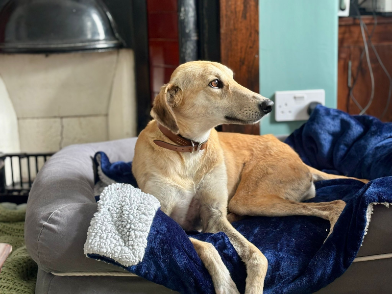 undefined | Lurcher | undefined - 7