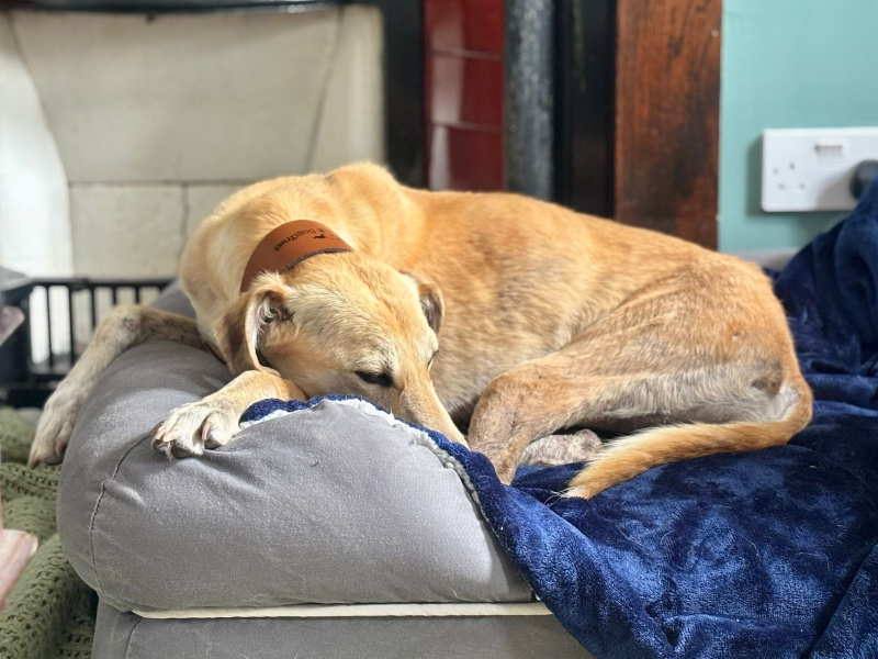 undefined | Lurcher | undefined - 4