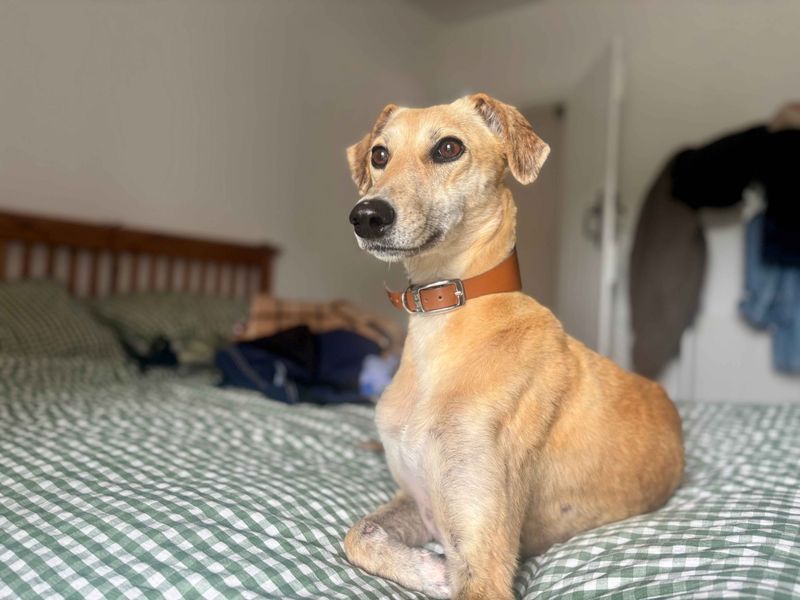 undefined | Lurcher | undefined - 3