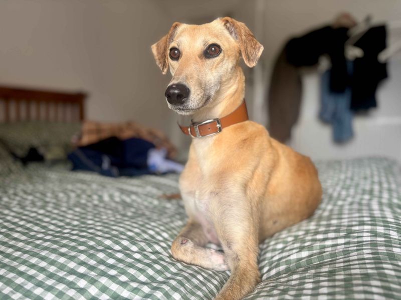 undefined | Lurcher | undefined - 5